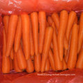 New Harvest of Good Quality Fresh Carrot